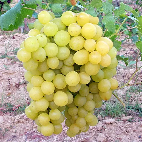 Vinič stolový (Vitis Vinifera) "Boglárka"