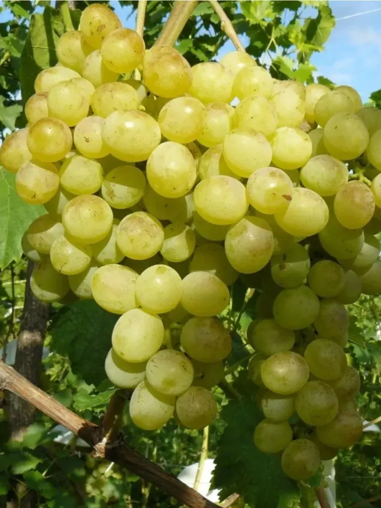 Vinič stolový (Vitis Vinifera) "Fanny"