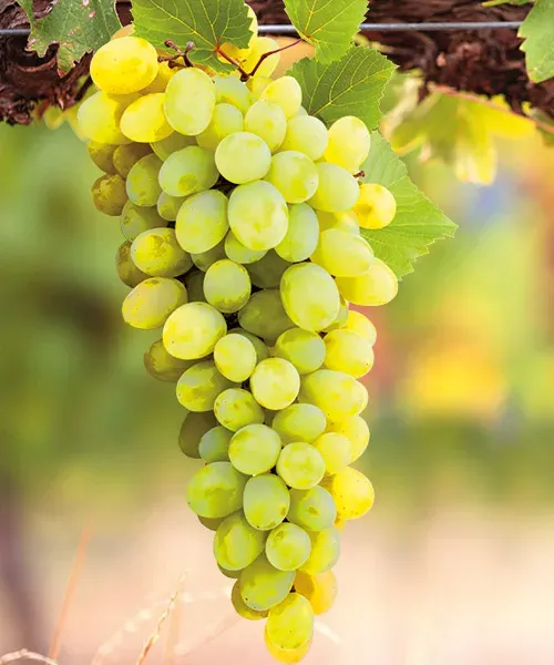 Vinič stolový (Vitis Vinifera) "Teréz"