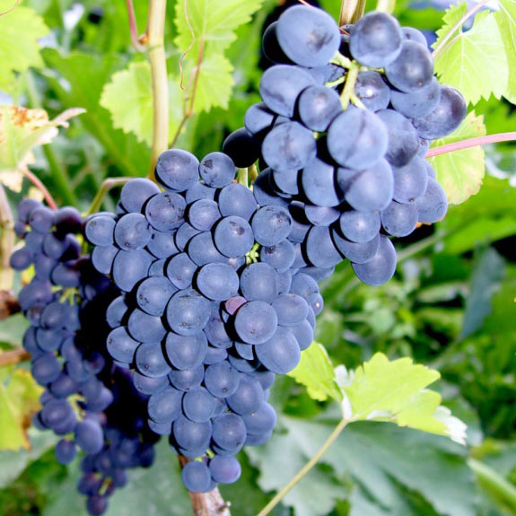 Vinič stolový (Vitis Vinifera) "Nero"(PL)