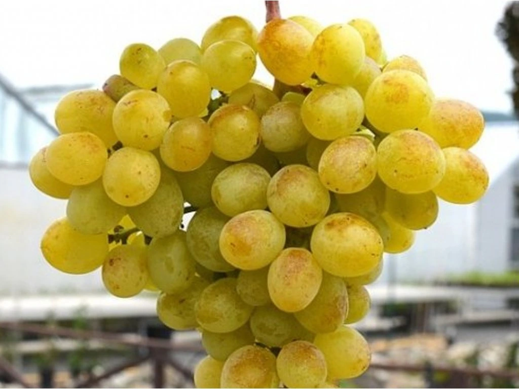 Vinič stolový (Vitis Vinifera) "Vostorg"