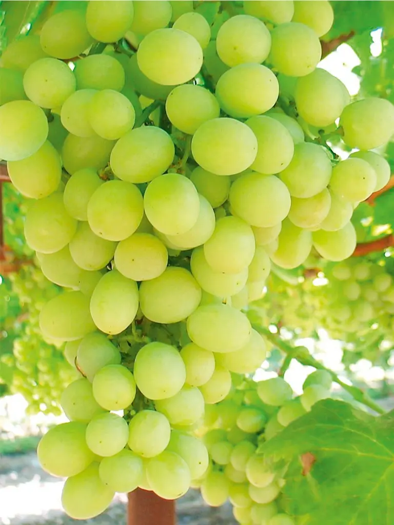 Vinič Sugraone Seedless