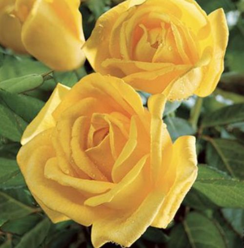 Ruža veľkokvetá Golden Perfume (žltá)