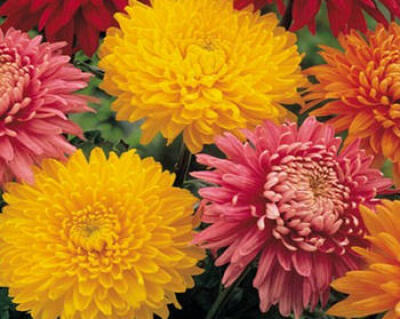 Chryzantéma veľkokvetá (Chrysanthemum multiflora)