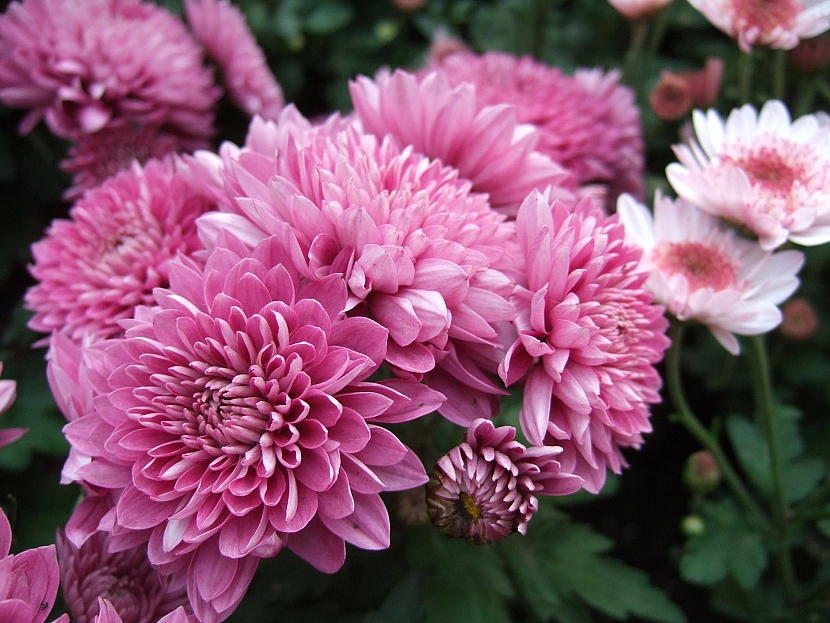 Chryzantéma drobnokvetá malá (Chrysanthemum multiflora)