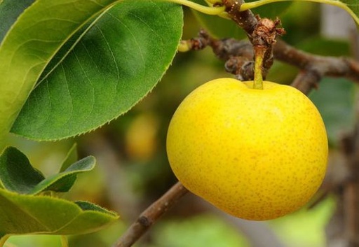 [28121] Ázijská hruška (Pyrus pyrifolia)