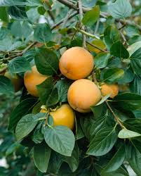 [26211] Hurmi KAKI (Diospyros kaki)