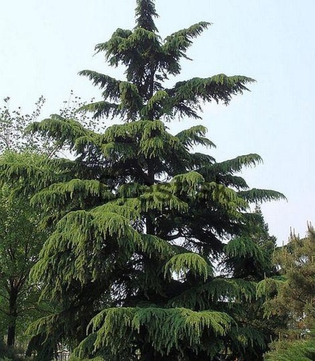 [50] Céder (Cedrus)