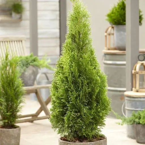 [24313] Tuja západná (Thuja occidentalis) "Smaragd Bal" 100/120