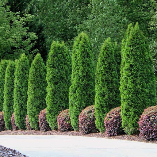 [22893] Tuja západná (Thuja occidentalis) "Smaragd", RB 120/140