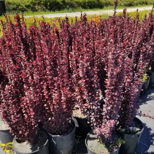 [25997] Berberis thun. Red Pillar