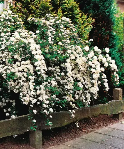 [27415] Tavolník niponský (Spirea nipponica) "Snowmound"