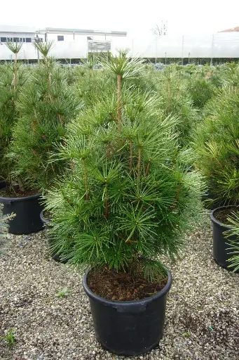 [27561] Dáždnikovec praslenovitý (Sciadopitis Vertliciliatta) Clt 20 70-90