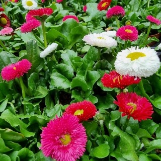 [0003] Sedmokráska (Bellis)