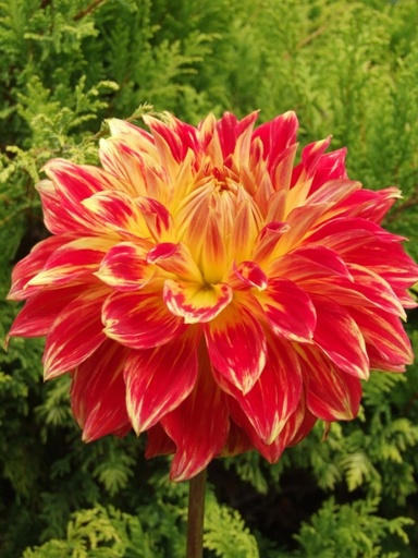 [0040] Georgína (Dahlia) "Tyler James"