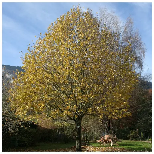 [27500] Lipa malolistá (Tilia Cordata) "Winter Orange clt 90 250-300 multitronco