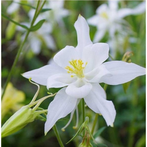 [0092] Orlík "Earlybird White" (Aquilegia caerulea)