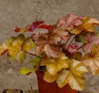 [0099] Heuchera "World Caffe Lime Americano" (Heuchera)