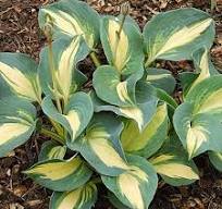 [0105] Funkia "Dream Queen" (Hosta plantaginea)