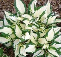 [0106] Funkia "Fire & Ice" (Hosta undulata)
