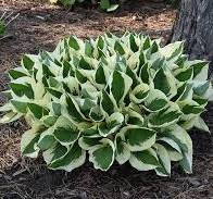 [0107] Funkia 'Patriot' (Hosta plantaginea)