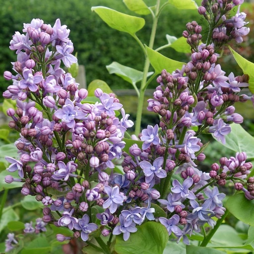 [0137] Syringa vulgaris "Michel Buchner"