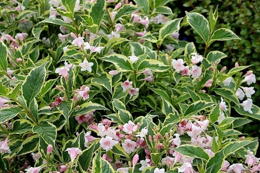 [0140] Vajgélia Weigela florida "Nana Variegata"