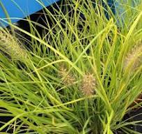 [0155] Rozplenica japonská  "Hameln Gold" (Pennisetum alopecuroides)