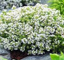 [0156] Thymus praecox "Albiflorus" ( Materina dúška včasná)