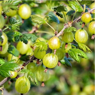 [0180] Angrešt biely Hinnonmaeki Grun