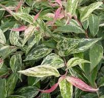 [0204] Leukote walterov (Leucothoe walteri "Rainbow" 20-30,K2,5