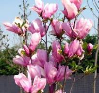 [0208] Magnólia (Magnolia "George Henry Kern" 30-40, K2,5