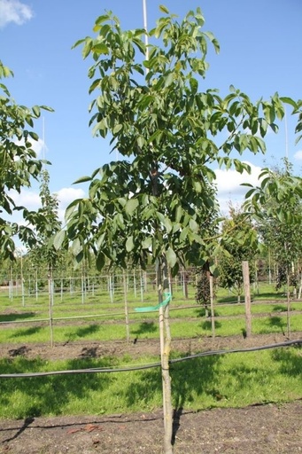 [0211] Orech (Juglans regia) "Jupiter" 80-100, K -FP