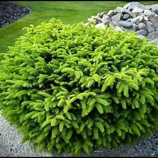 [0215] Smrek obyčajný (Picea abies) "Nidiformis" 20-30, K2,5