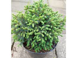 [0218] Smrek biely (Picea glauca) "Echiniformis" 5-10, K2,5