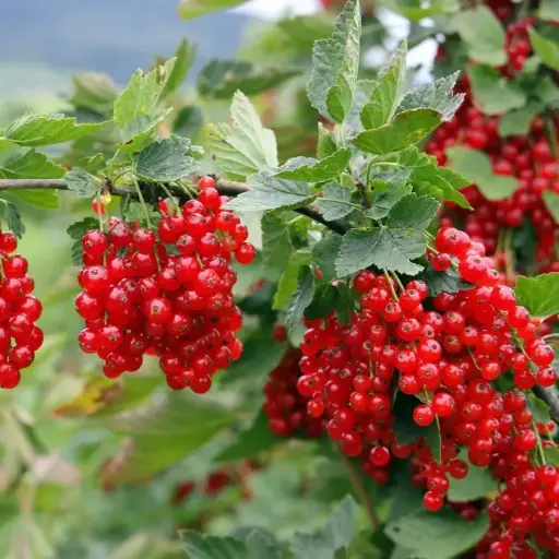 [0246] Ríbezľa červená (Ribes rubrum) "Jonker van Tets" 40 RK2