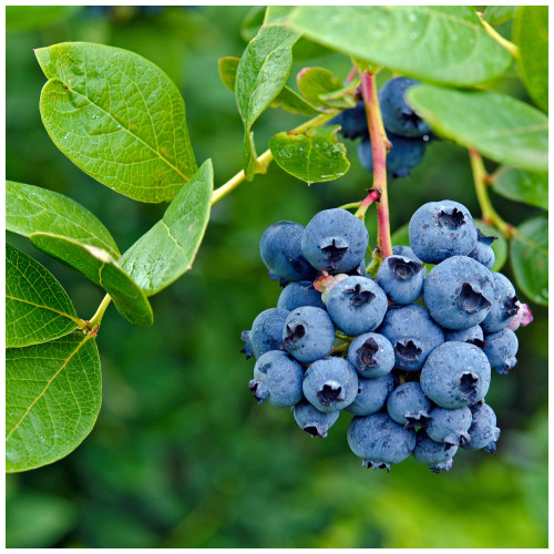 [0251] Čučoriedka kanadská (Vaccinium corymbosum) "Bluecrop" 30-40 K2,5, str. skorá