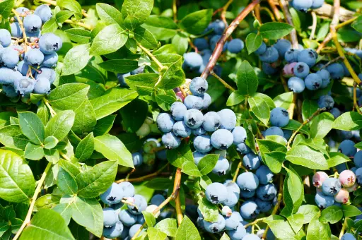 [0255] Čučoriedka kanadská (Vaccinium) "Goldtraube" 30-40, K 2,5 skorá