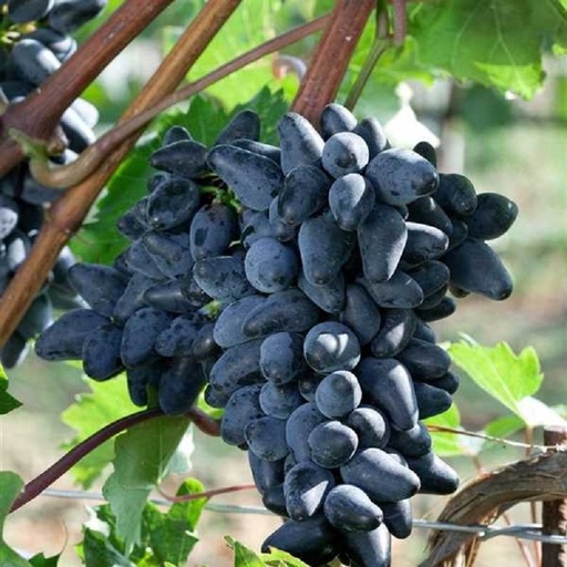 [0262] Vitis "Souvenir" modré