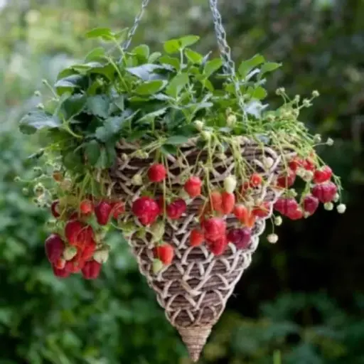 [0263] Jahody MARA DE BOIS (previslá) 1ks - 1,40eur