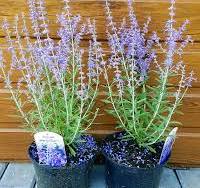 [0265] Perowskia atriplicifolia "Lacey Blue"