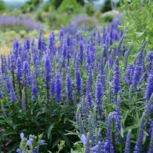 [0272] Veronika klasnatá "ANNIVERSARY Blue" (Veronica spicata)