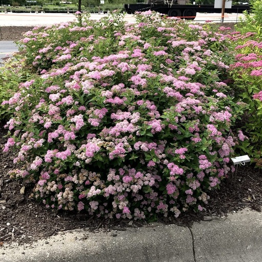 [0283] Spirea jap. "Little Princess"