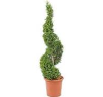 [0289] CUPRESSOCYPARIS LEYLANDII, CLT 45,Spirale