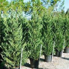 [0292] CUPRESSOCYPARIS LEYLANDII "Castl. Gold"
