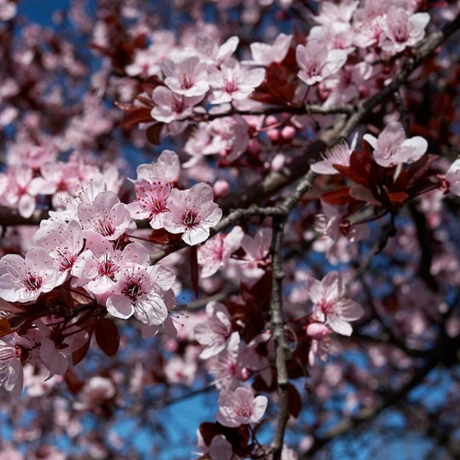 [0297] PRUNUS CERASIFERA "Pissardii Nigra",Clt 18, 150-175