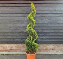 [0300] CUPRESSOCYPARIS LEYLANDII "Castl. Gold" ,Clt 10, 80-100 Spirale