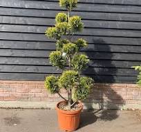 [0301] CUPRESSOCYPARIS LEYLANDII "Castl. Gold",Clt.10, 80-100, PonPons