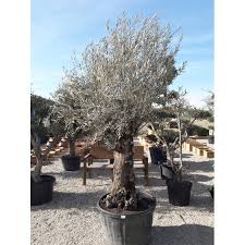 [0304] OLIVO (Olea) Europaea ,Clt.100 100-125, Multitronco Ponpons