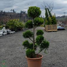 [0306] Cyprusovec leylandský (CUPRESSOCYPARIS LEYLANDII Clt.45, 160-180 Bonsai